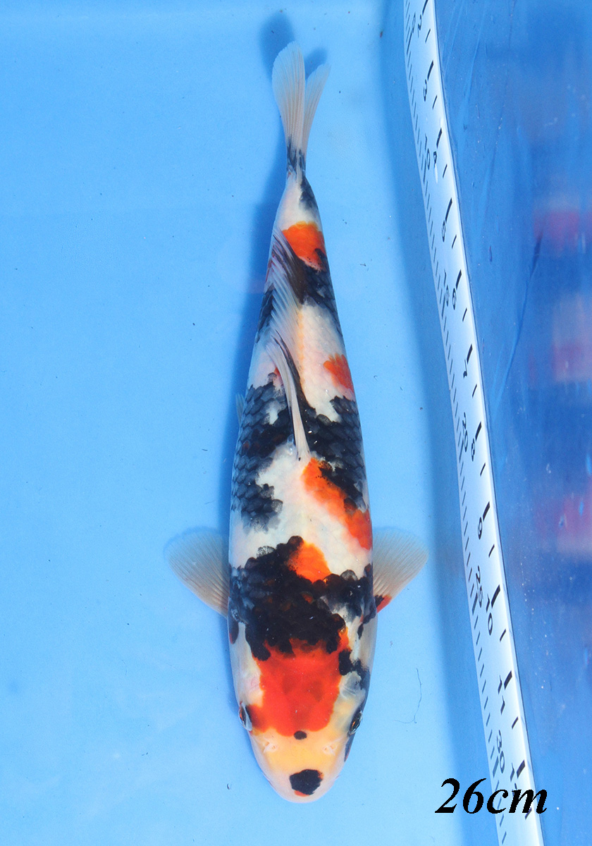 Taagari Koi Show 2025 Grand Champion Showa